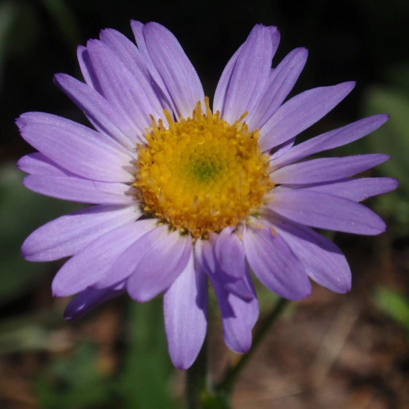 Berufkraut - Erigeron leiomerus (Flowering)