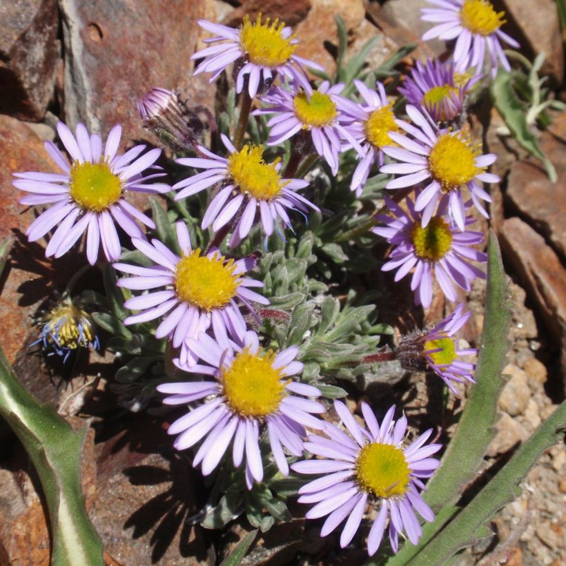 Berufkraut - Erigeron leiomerus (Plant habit)