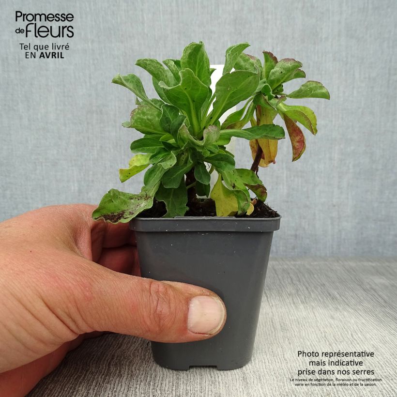 Example of Berufkraut - Erigeron leiomerus Kleine Töpfe von 7/8 cm as you get in printemps