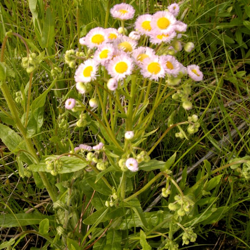 Berufkraut - Erigeron philadelphicus (Wuchs)