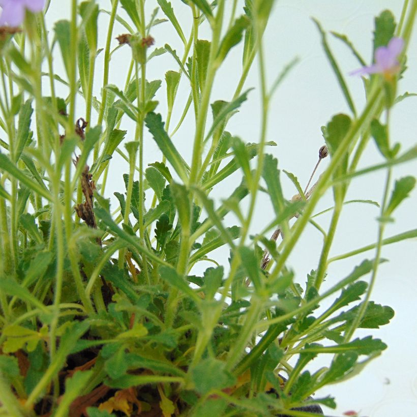 Erinus alpinus - Leberbalsam (Foliage)