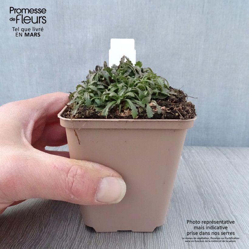 Example of Erinus alpinus Hähnle - Leberbalsam Kleine Töpfe von 8/9 cm as you get in printemps