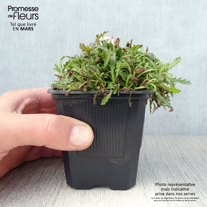 Example of Erinus alpinus - Leberbalsam Kleine Töpfe von 8/9 cm as you get in printemps