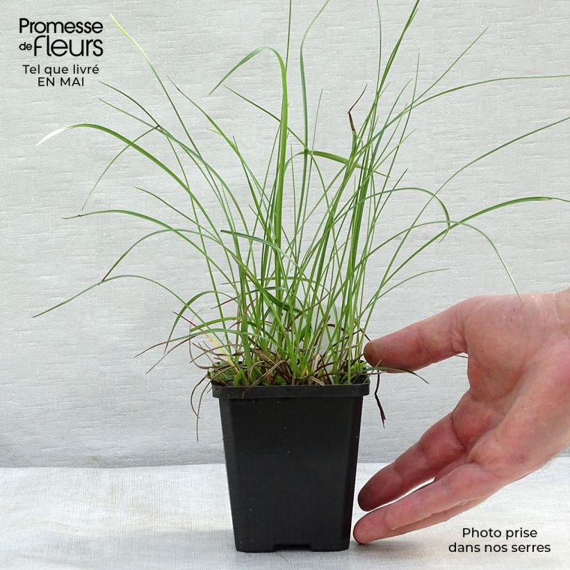 Example of Eriophoron angustifolium - Schmalblättriges Wollgras Kleine Töpfe von 8/9 cm as you get in printemps