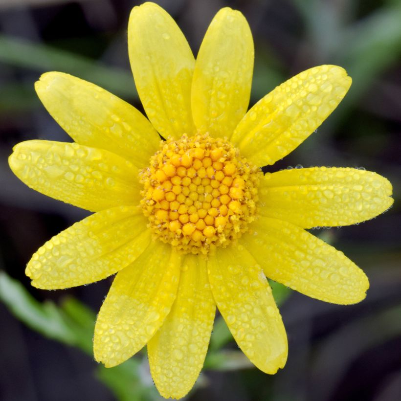 Eriophyllum lanatum Pointe - Großköpfiges Wollblatt (Blüte)