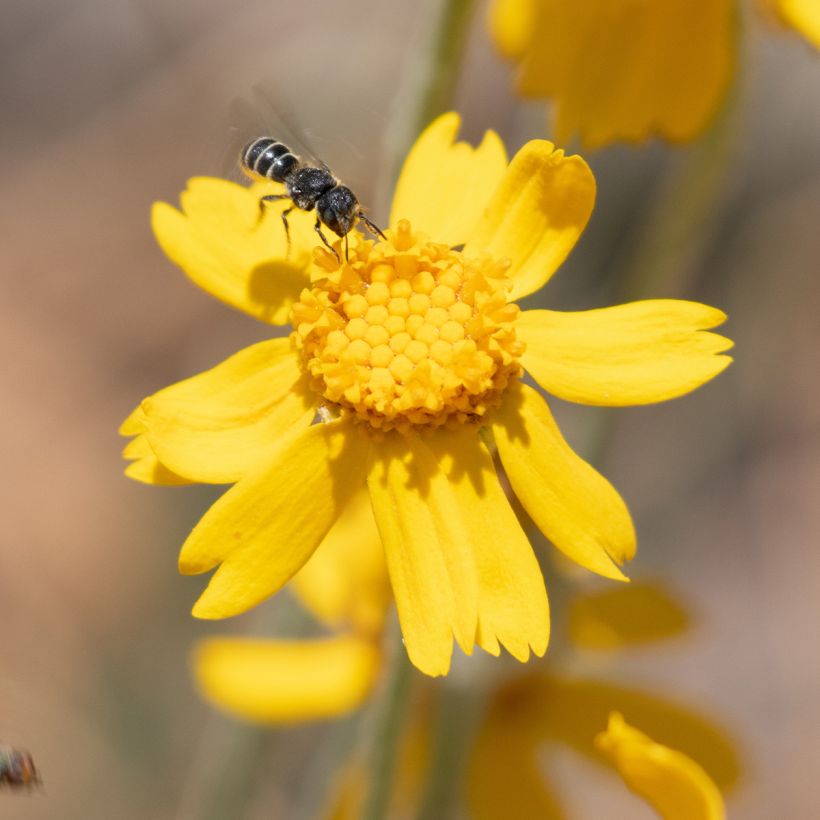 Eriophyllum lanatum subsp. arachnoideum Ssp. Arachnoideum - Großköpfiges Wollblatt (Blüte)