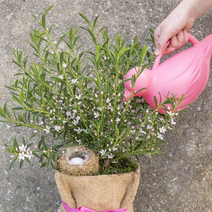 Eriostemon myoporoides Flower Girl Pink - Langblättrige Wachsblume (Wuchs)