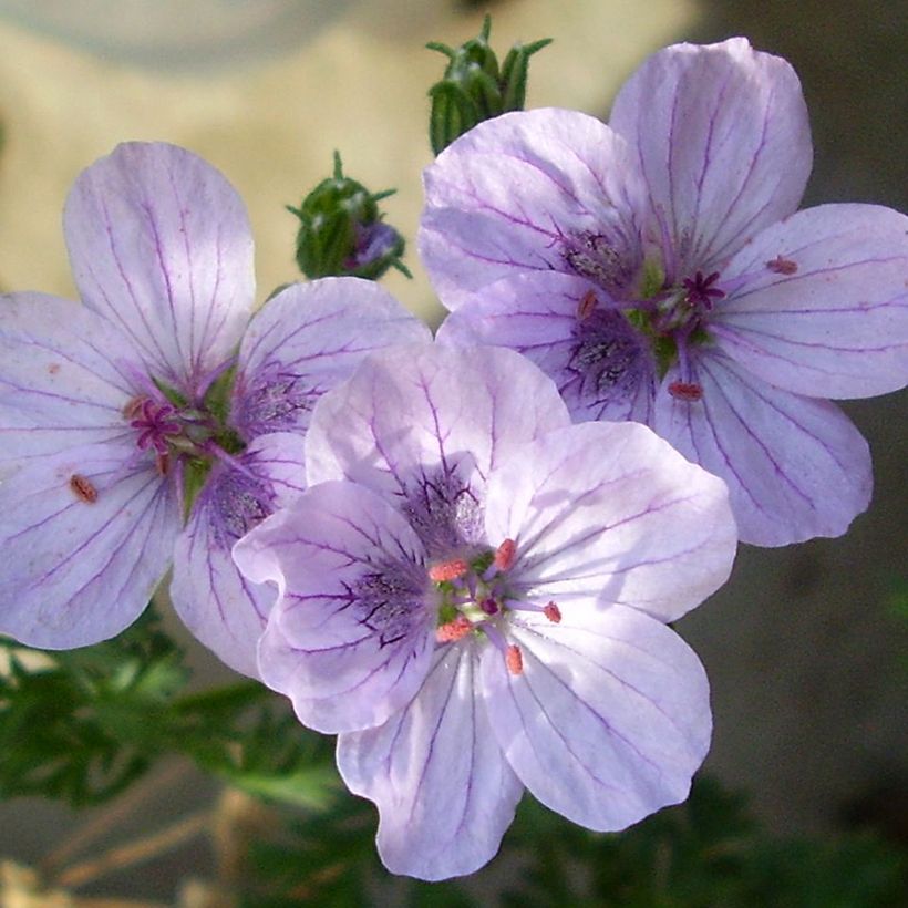 Erodium glandulosum Spanish Eyes - Drüsiger Felsen-Reiherschnabel (Flowering)