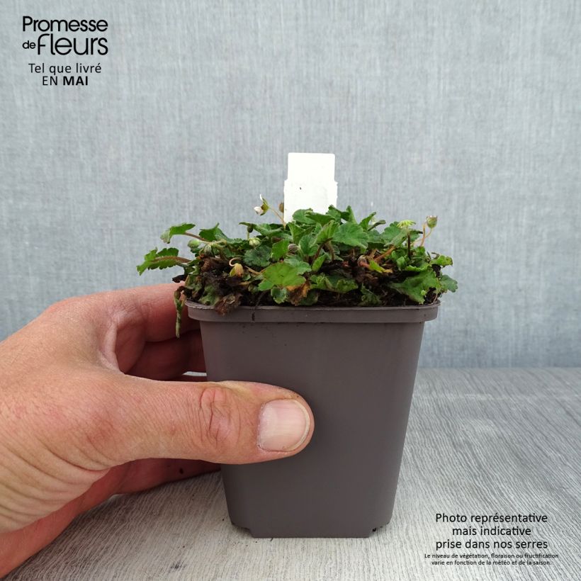 Example of Erodium variabile Album - Reiherschnabel Kleine Töpfe von 8/9 cm as you get in printemps