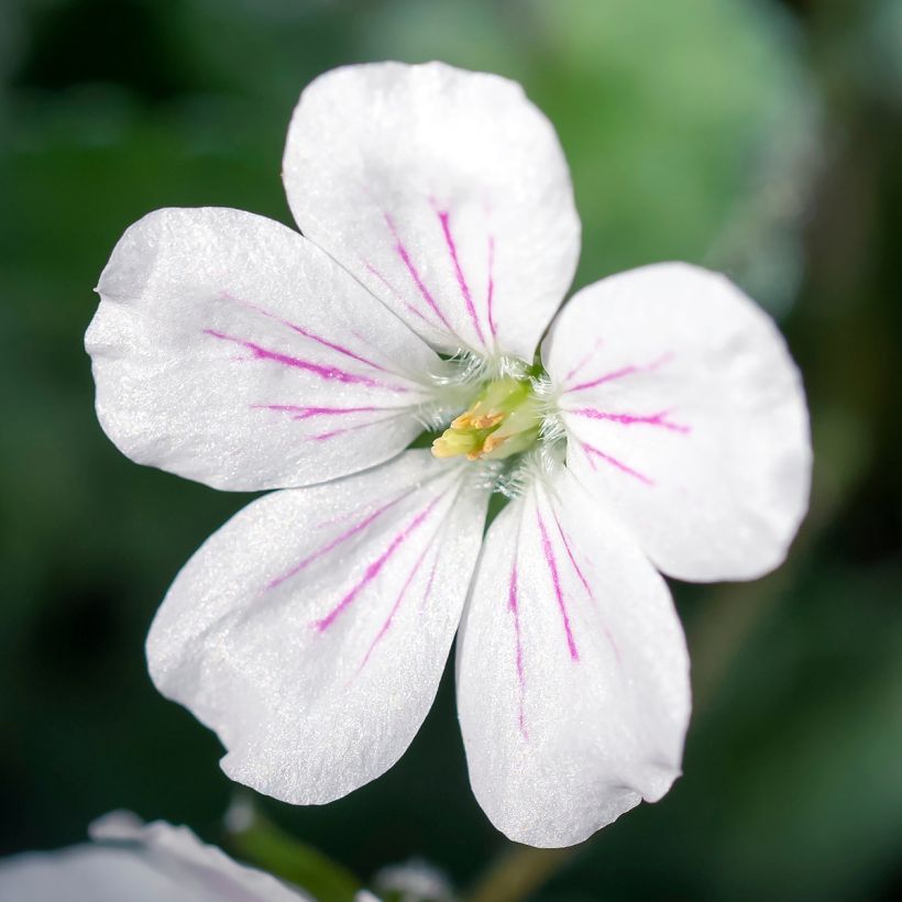 Erodium variabile Album - Reiherschnabel (Flowering)