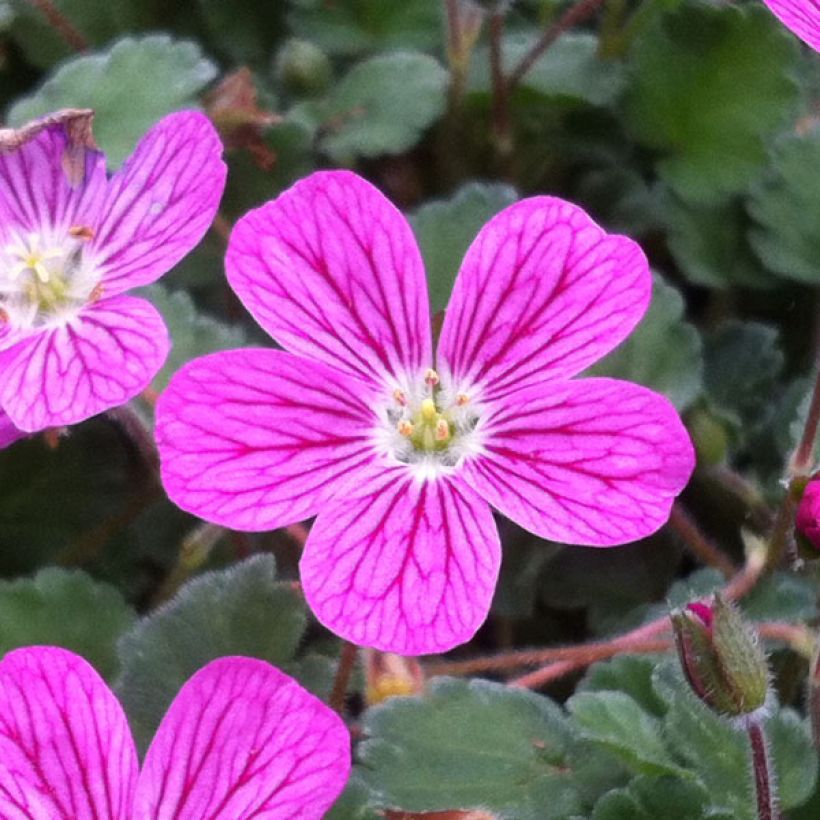 Erodium Bishop's Form - Reiherschnabel (Flowering)