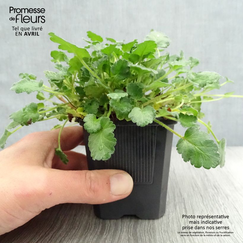 Example of Erodium Bishop's Form - Reiherschnabel Kleine Töpfe von 8/9 cm as you get in printemps