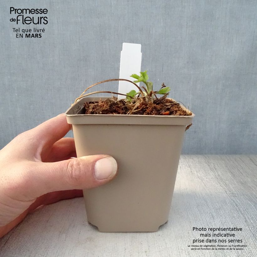 Example of Eryngium zabelii Jos Eijking - Garten-Mannstreu Kleine Töpfe von 8/9 cm as you get in printemps