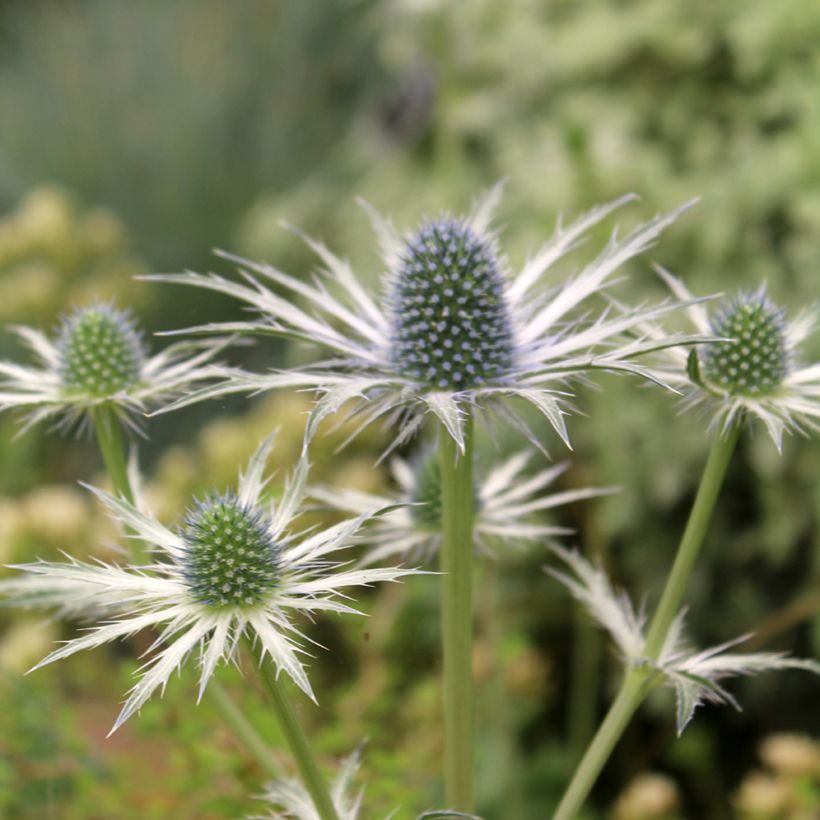 Eryngium zabelii Jos Eijking - Garten-Mannstreu (Flowering)