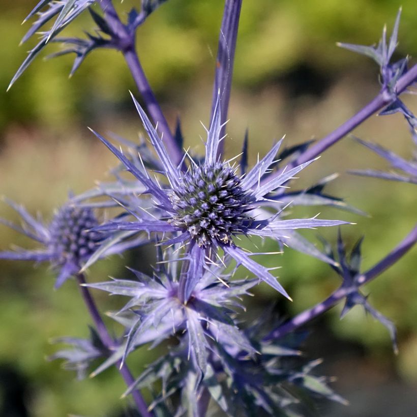 Eryngium maritimum Lapis Blue - Strand-Mannstreu (Flowering)
