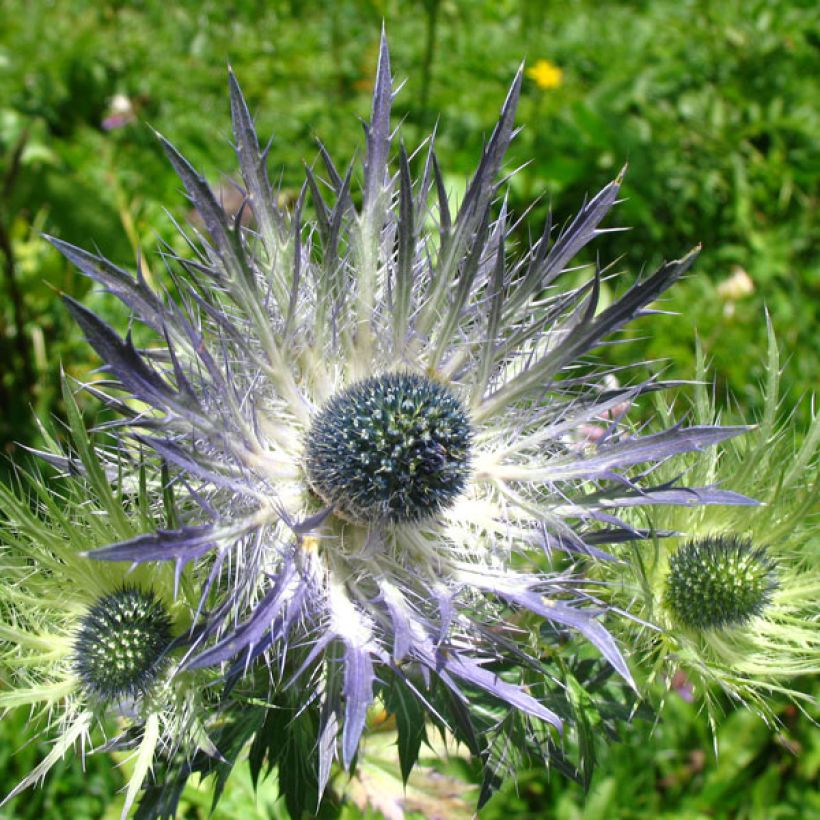 Eryngium alpinum Blue Star - Alpen-Mannstreu (Flowering)