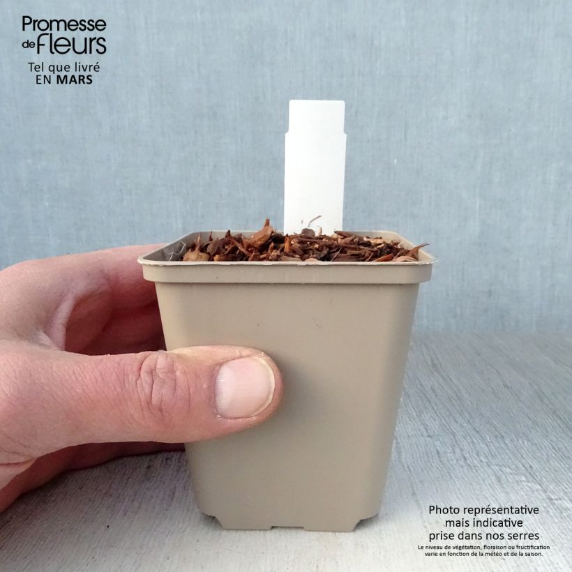 Example of Eryngium alpinum Blue Star - Alpen-Mannstreu Kleine Töpfe von 8/9 cm as you get in printemps