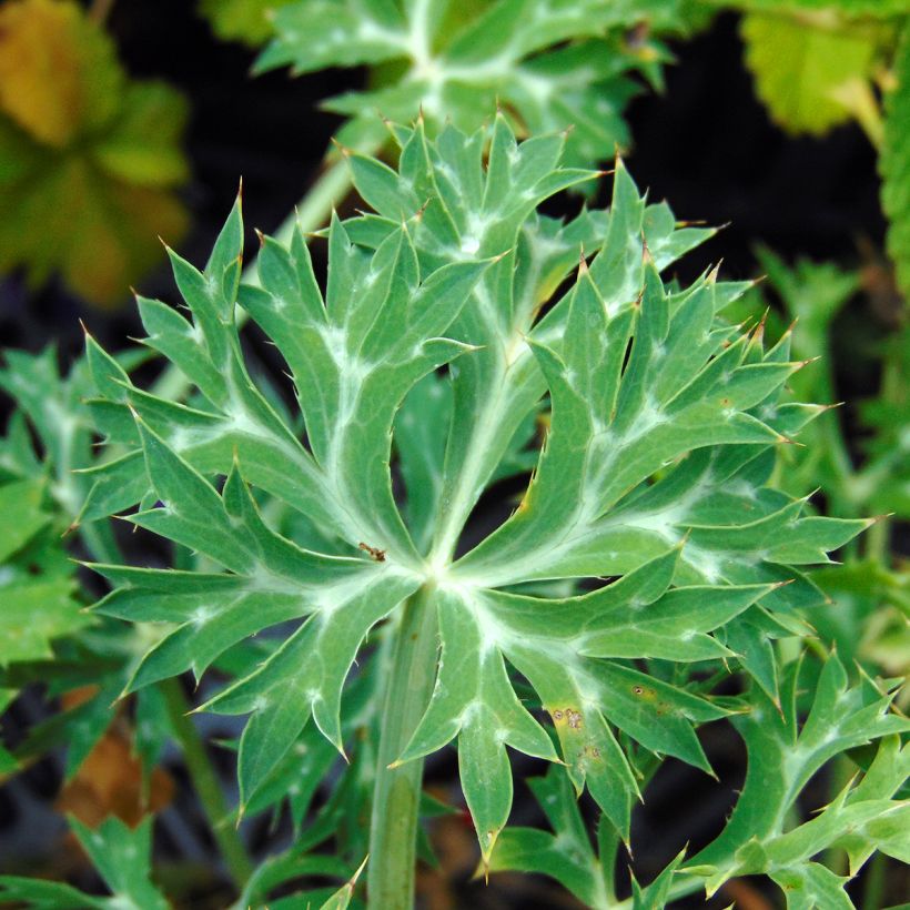 Eryngium bourgatii - Pyrenäen-Mannstreu (Foliage)