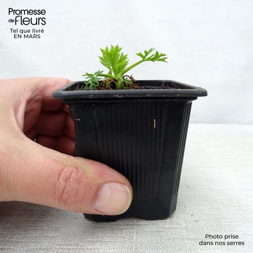 Example of Eryngium bourgatii - Pyrenäen-Mannstreu Kleine Töpfe von 8/9 cm as you get in printemps