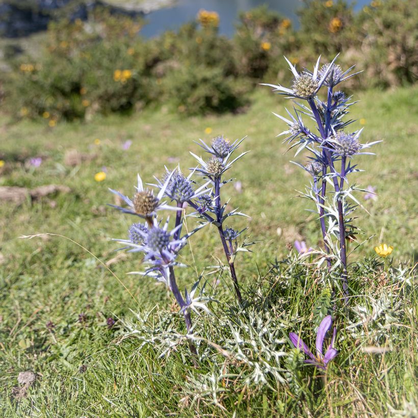 Eryngium bourgatii - Pyrenäen-Mannstreu (Plant habit)