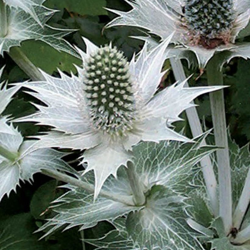Eryngium giganteum - Elfenbeindistel (Flowering)