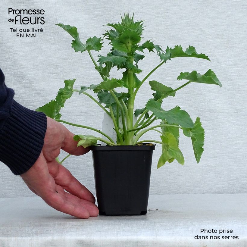 Example of Eryngium giganteum - Elfenbeindistel Kleine Töpfe von 8/9 cm as you get in printemps