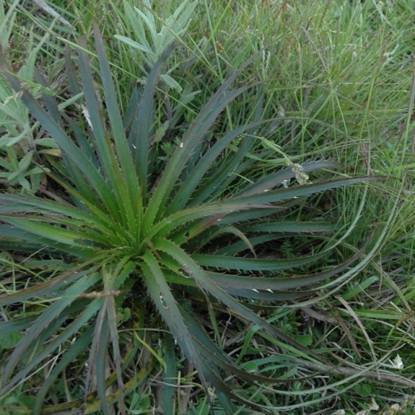 Eryngium horridum - Mannstreu (Wuchs)
