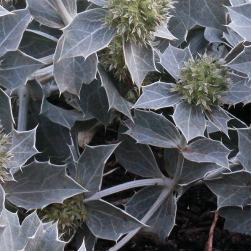 Eryngium maritimum - Strand-Mannstreu (Foliage)