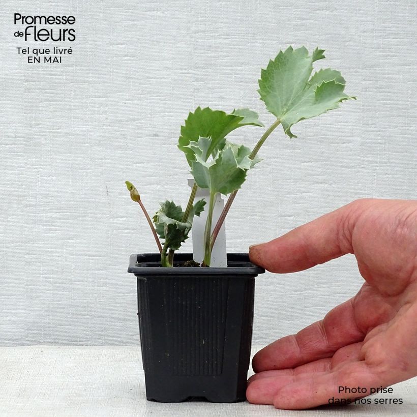 Example of Eryngium maritimum - Strand-Mannstreu Kleine Töpfe von 8/9 cm as you get in printemps