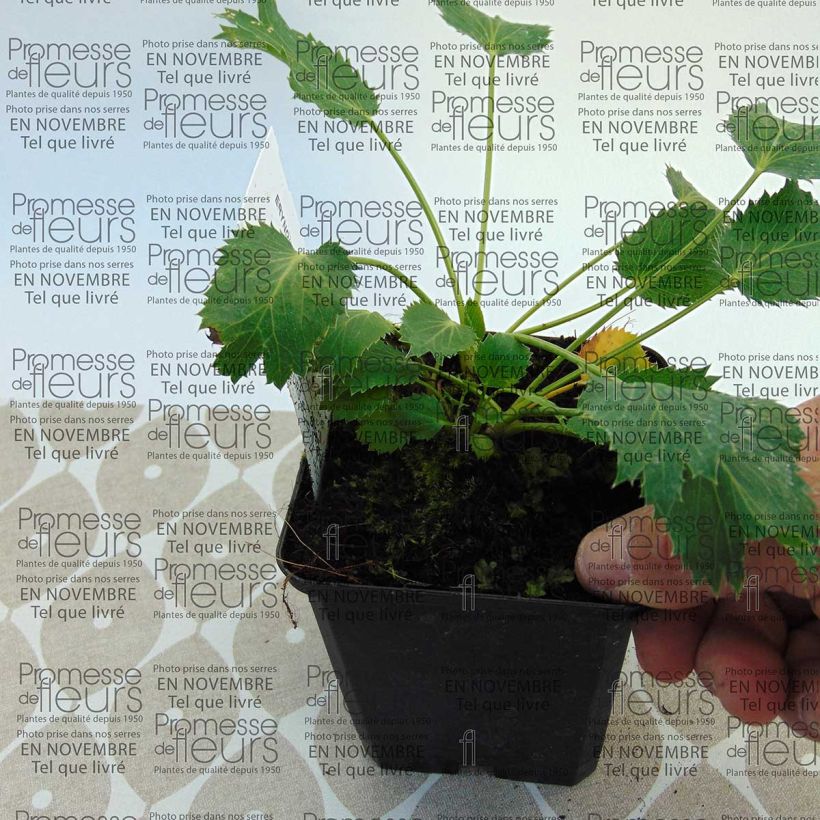 Beispiel eines Exemplars von Eryngium oliverianum - Oliva Mannstreu Kleine Töpfe von 8/9 cm wie geliefert