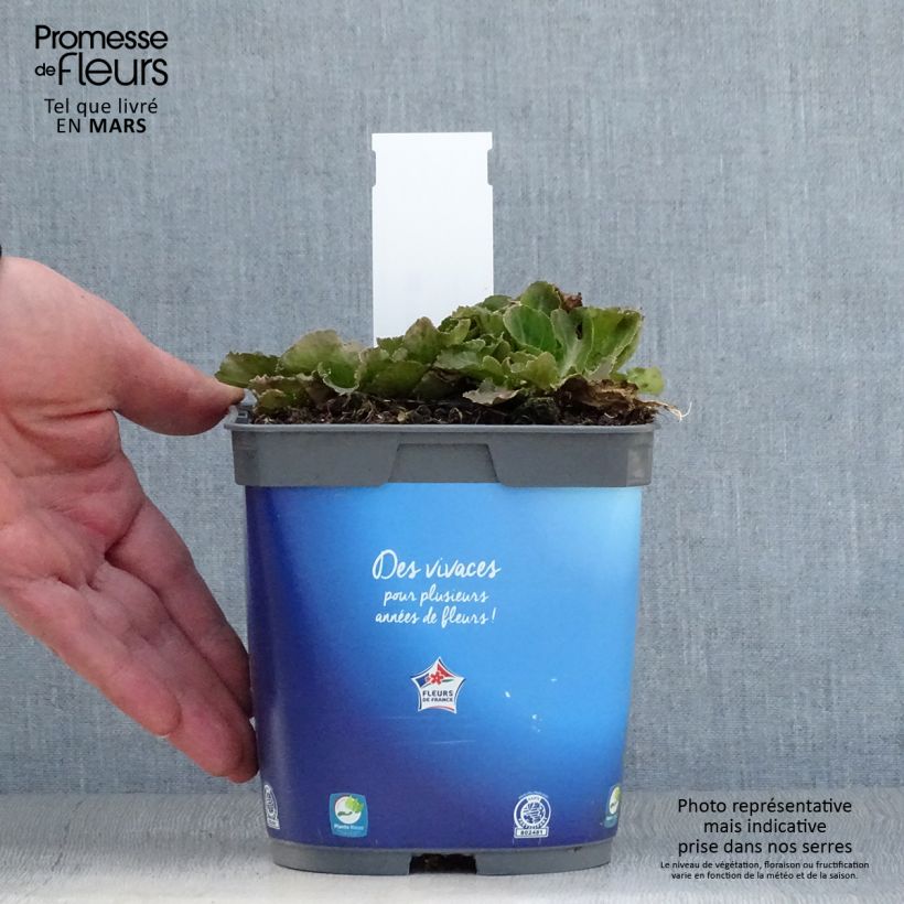 Example of Eryngium planum Blue Hobbit - Flachblättrige Mannstreu Topf mit 2L/3L as you get in printemps