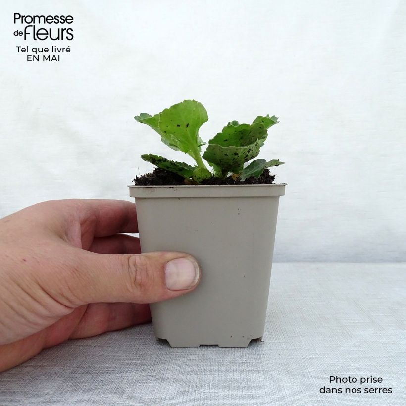 Example of Eryngium planum Blue Hobbit - Flachblättrige Mannstreu Kleine Töpfe von 8/9 cm as you get in printemps