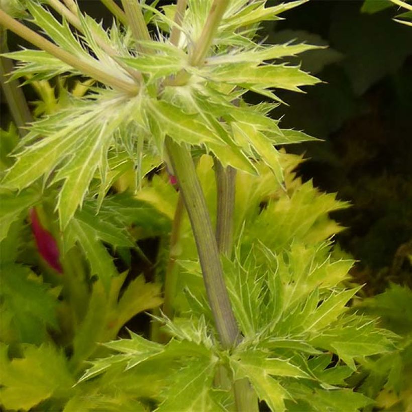 Eryngium planum Neptune's Gold - Flachblättrige Mannstreu (Foliage)