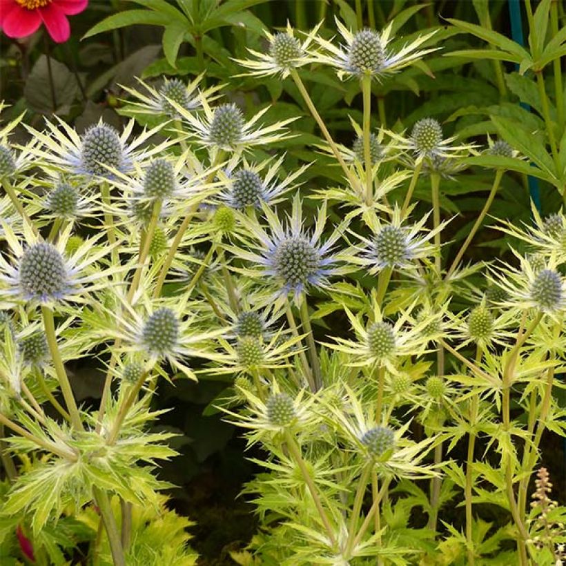 Eryngium planum Neptune's Gold - Flachblättrige Mannstreu (Plant habit)