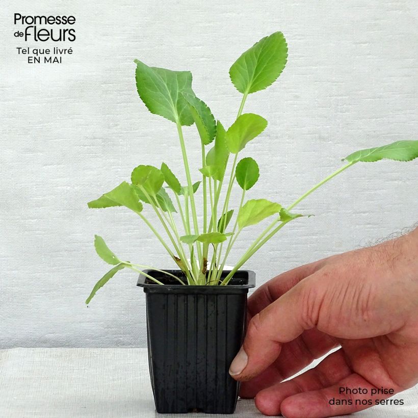 Example of Eryngium planum - Flachblättrige Mannstreu Kleine Töpfe von 7/8 cm as you get in printemps