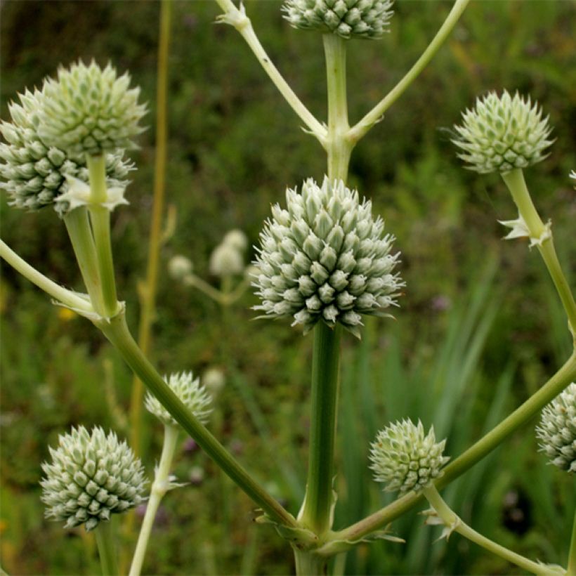 Eryngium serra - Mannstreu (Blüte)