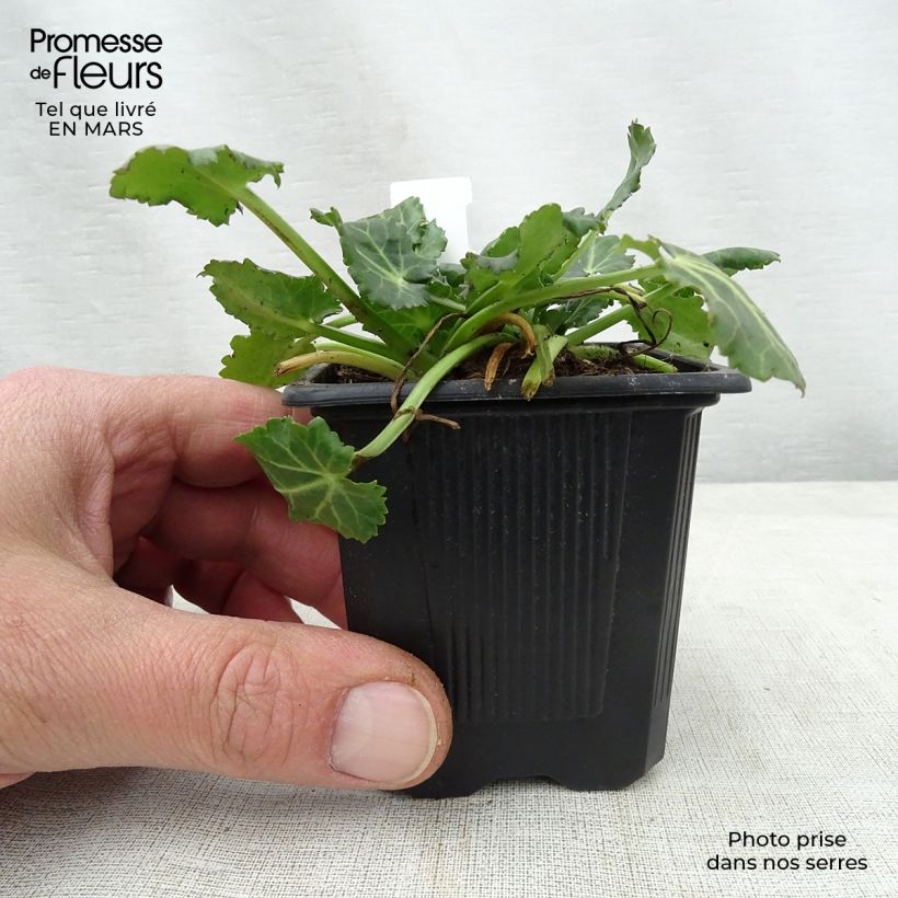 Exemplar von Eryngium variifolium - Atlas-Mannstreu Kleine Töpfe von 8/9 cm wie im Frühjahr geliefert