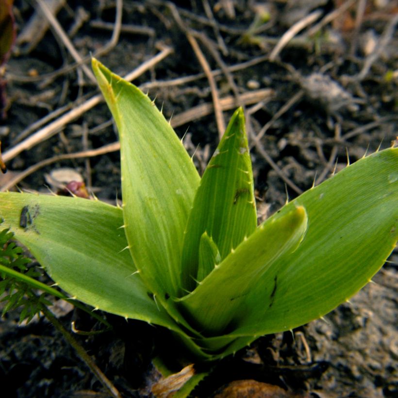 Eryngium yuccifolium - Palmlilien-Mannstreu (Foliage)