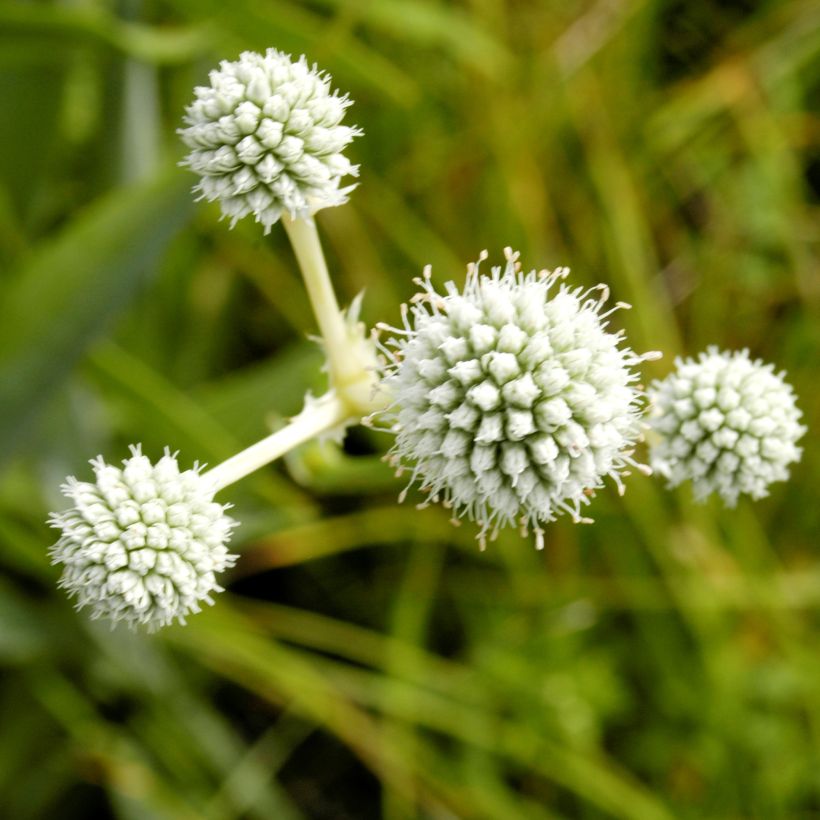 Eryngium yuccifolium - Palmlilien-Mannstreu (Flowering)