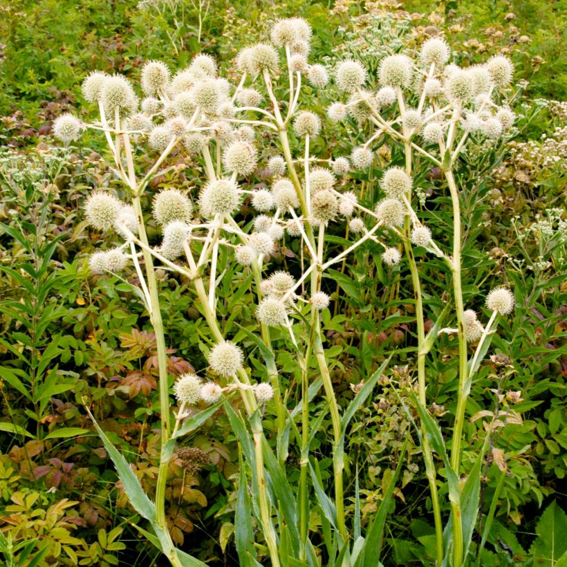 Eryngium yuccifolium - Palmlilien-Mannstreu (Plant habit)