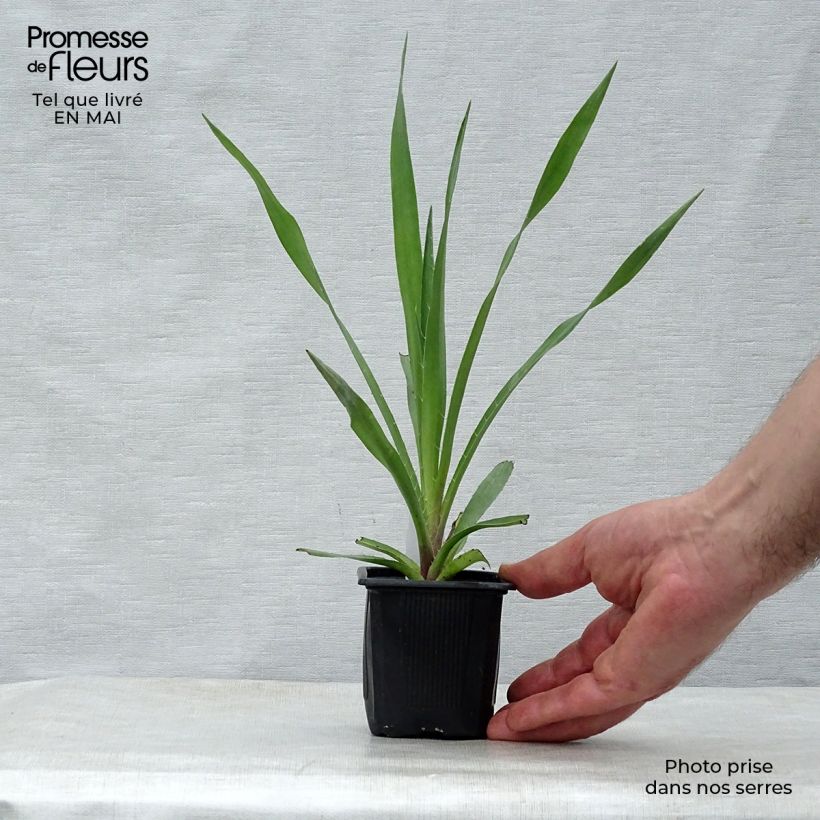 Example of Eryngium yuccifolium - Palmlilien-Mannstreu Kleine Töpfe von 8/9 cm as you get in printemps