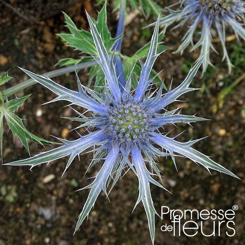 Eryngium zabelii Violetta - Garten-Mannstreu (Blüte)