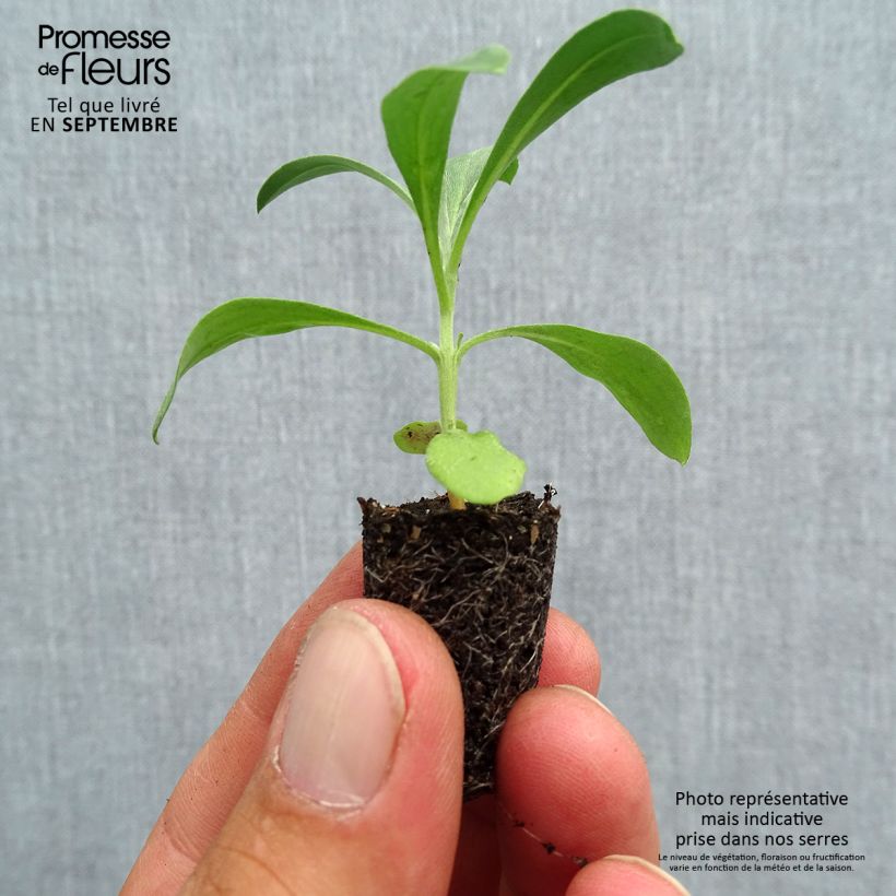 Exemplar von Garten-Goldlack Bedder Mix - Erysimum Mini-Plug Ø 1,5/2,5 cm wie im Herbst geliefert