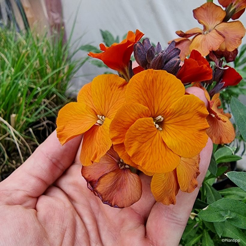 Giroflée vivace - Erysimum Colour Vibe Orange (Blüte)