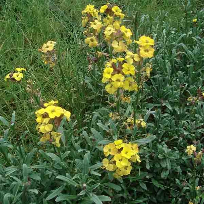 Garten-Goldlack Jubilee Gold - Erysimum (Wuchs)