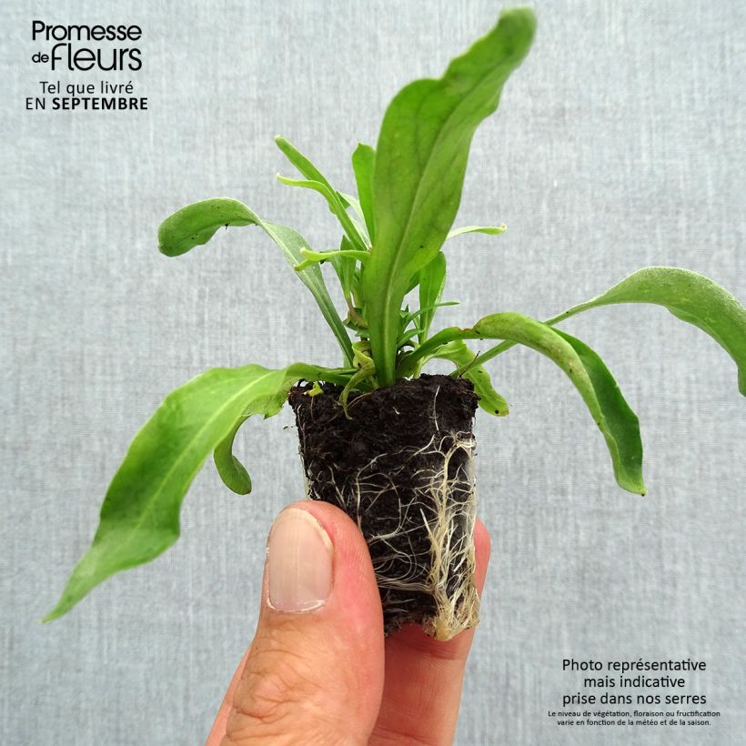 Exemplar von Garten-Goldlack Winter Spice - Erysimum Mini-Plug Ø 3/4 cm wie im Herbst geliefert