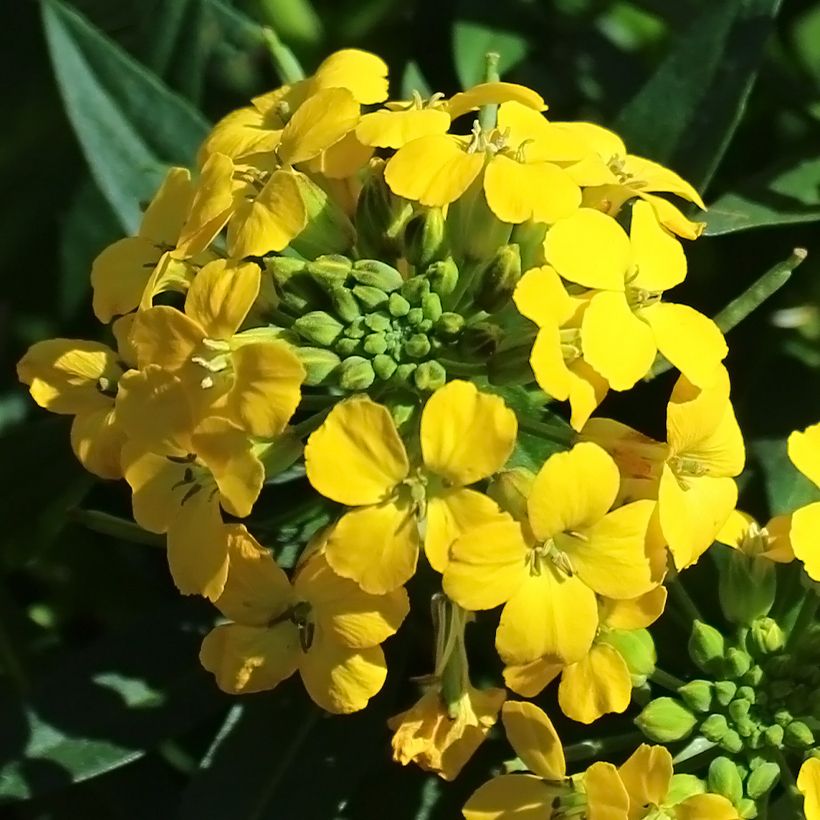 Erysimum alpinum - Garten-Goldlack (Blüte)
