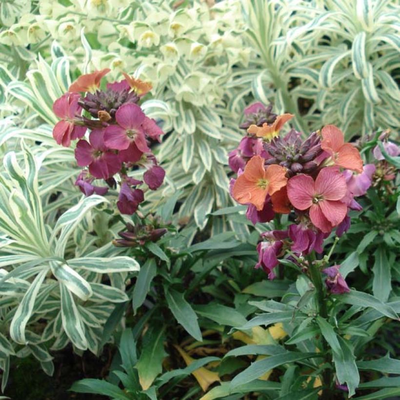 Garten-Goldlack Constant Cheer - Erysimum (Wuchs)