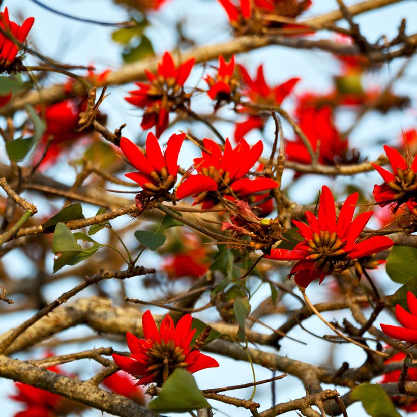 Erythrina caffra - Korallenstrauch (Blüte)