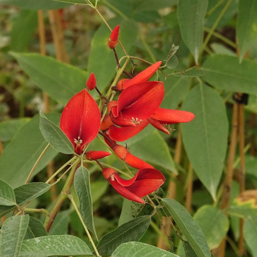 Erythrina crista-galli Compacta - Korallenstrauch (Blüte)